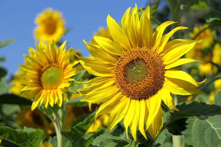 sunflowers-3526901_1280.jpg