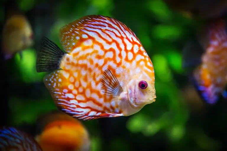 discus-fish-1943755_960_720.webp