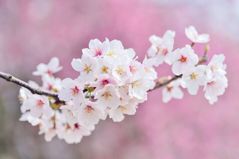 cherry-blossoms-2218781_1280.jpg