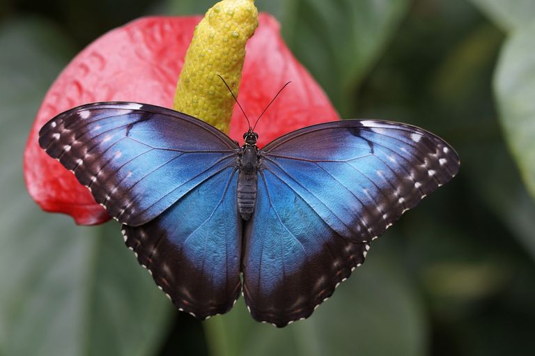 blue-morpho-784979_1280.jpg