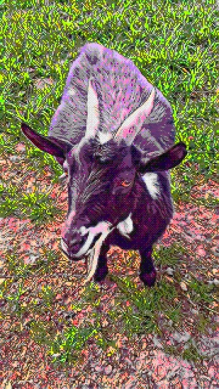 goats1.webp