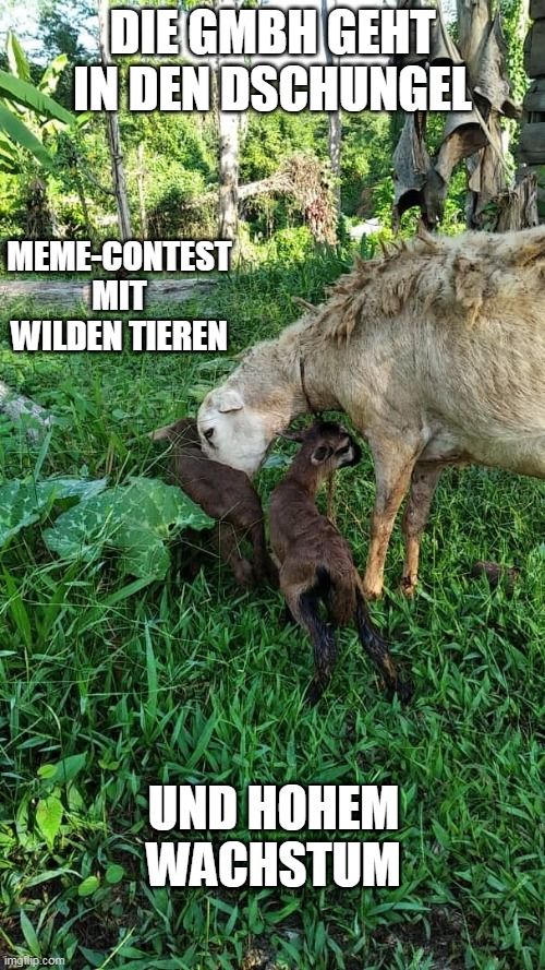 Meme GmbH Contest IX Dschungel 1 (LIL).jpg