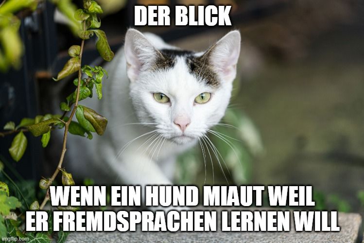 Bild Meme Contest 1 Katze.jpg