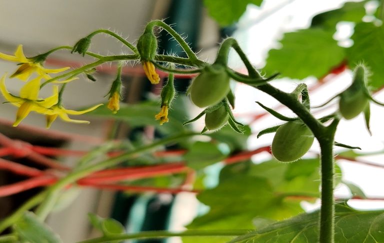 first-tomatos.jpg