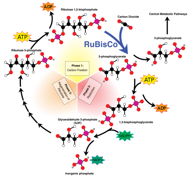 800px-Calvin-cycle4.svg_.png