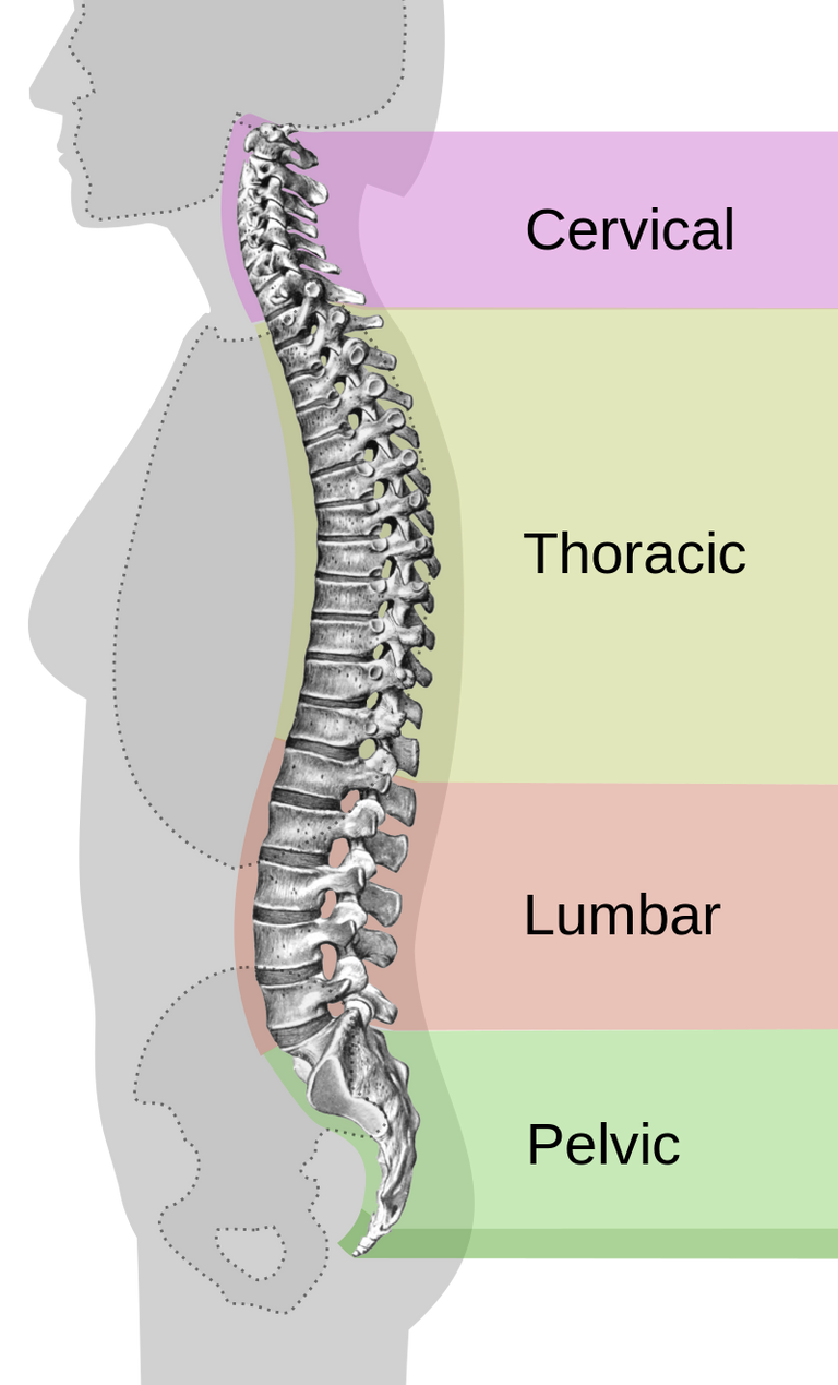 Spinal_column_curvature-en.svg.png