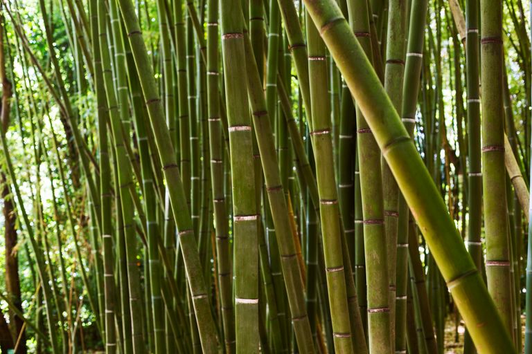 tropical-green-bamboo-forest.jpg