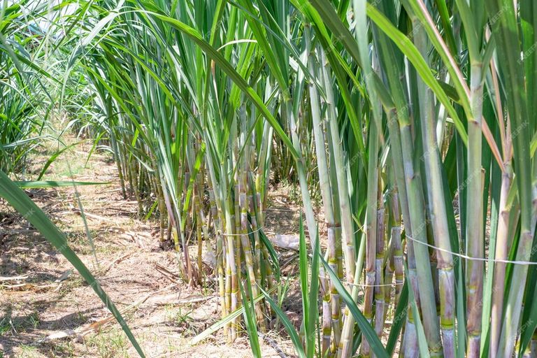 sugarcane-sugarcane-fields-rainy-season-has-greenery-freshness-shows-fertility-soil_532332-976.jpg