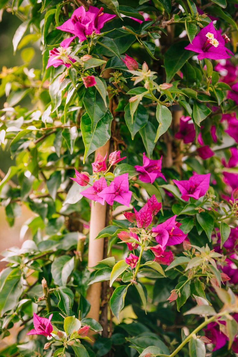 close-up-fresh-pink-bougainvillea-flowers_23-2148058713.jpg