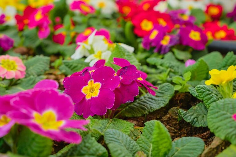 primula-first-spring-flowers-closeup-selective-focus-blooming-primrose-background-idea-creative-card-earth-day-world-women-s-day_166373-3629.jpg