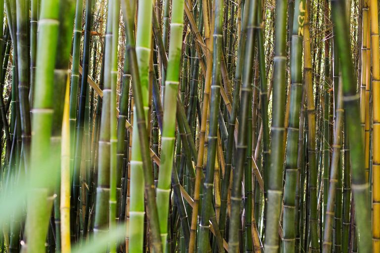 botanical-bamboo-forest-daylight.jpg