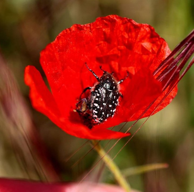 543.-Amapolas-hermosas-e-invasivas.png