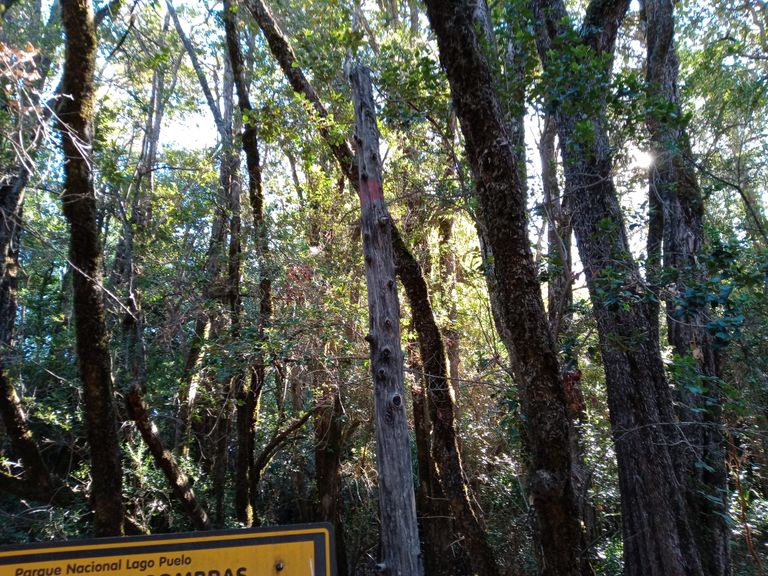 310.-Lago-Puelo-sendero-Bosque-de-las-Sombras-1.jpg