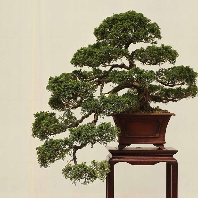 202.-Bonsai.jpg