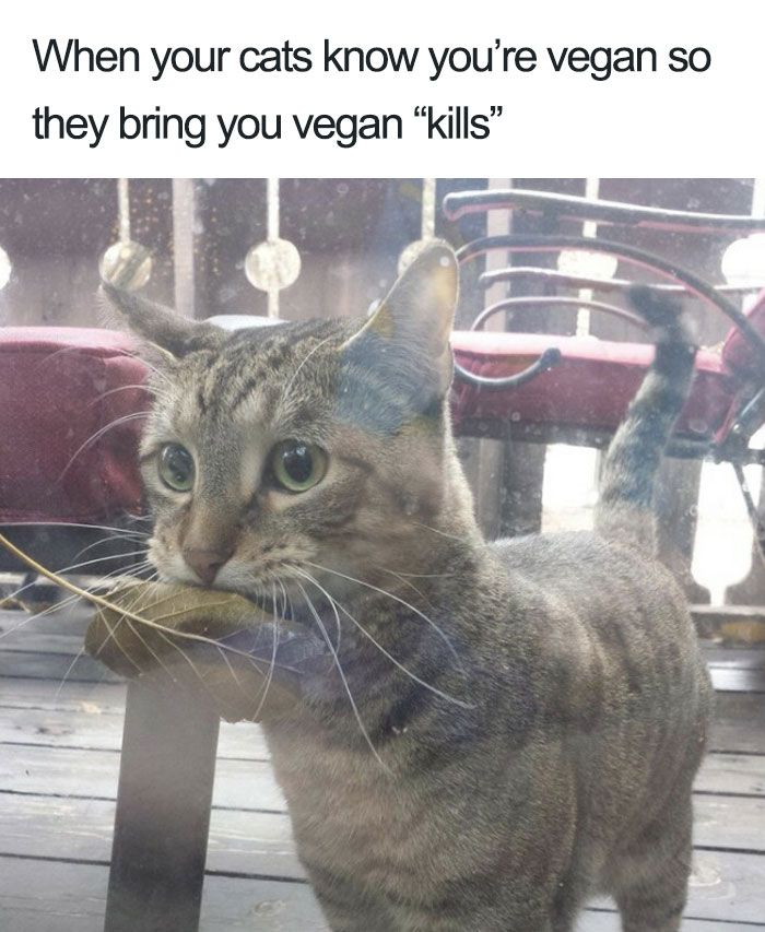 vegan-memes-88-5bc993f6ebb8f__700.jpg