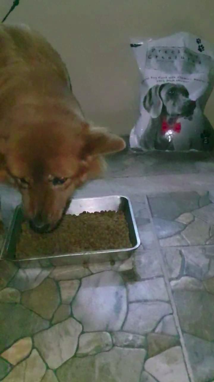 lucci-eating-precious-creatures-dry-dog-food-made-in-dubai.jpg