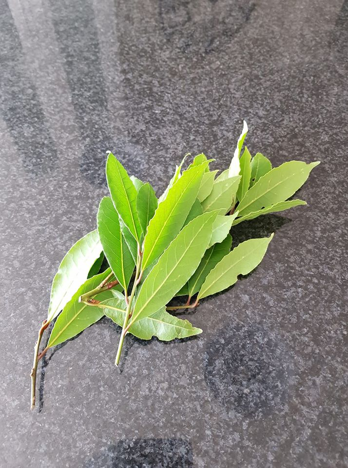 bay leaves.png