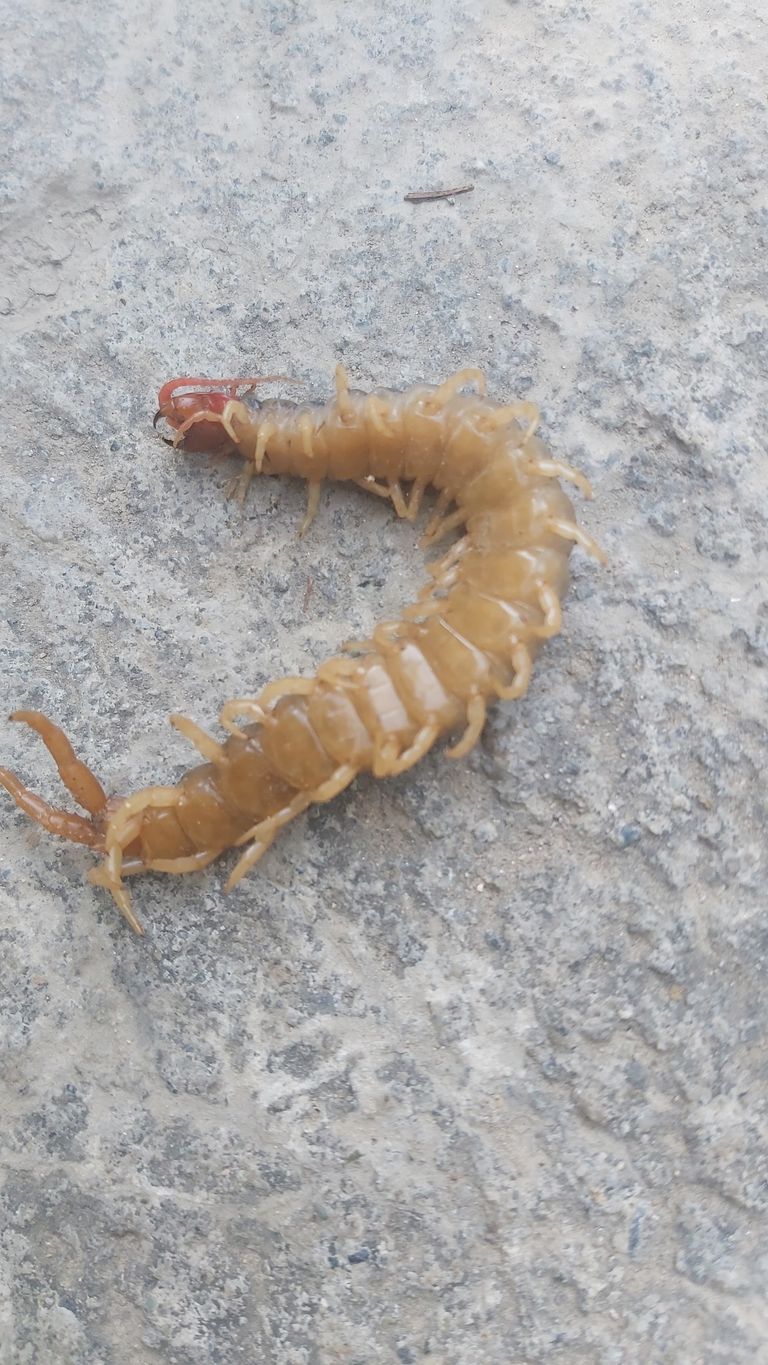 centipede (2).jpg