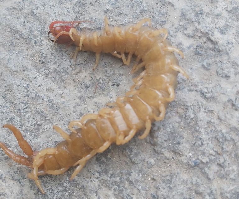 centipede (3).jpg