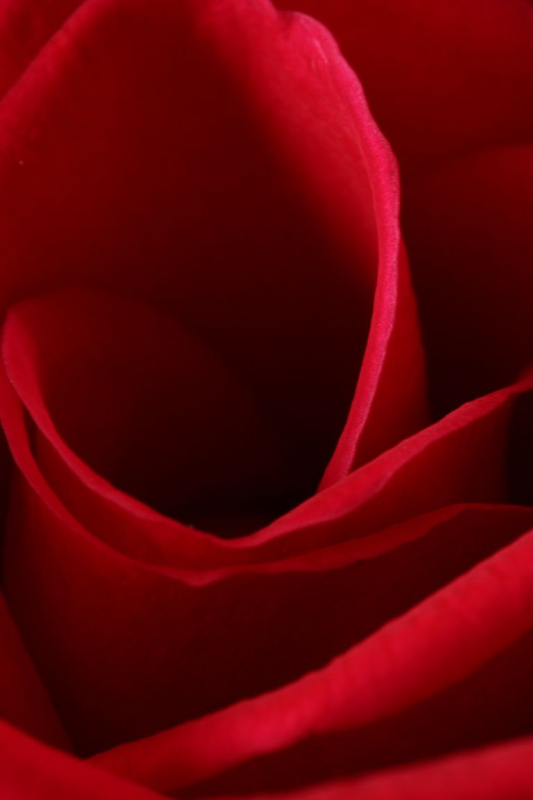 RedRoseCloseUp.jpg