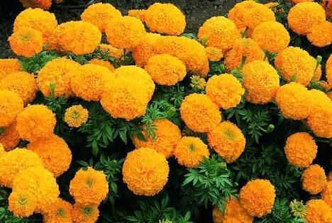 cultivation-of-marigold-2.jpg