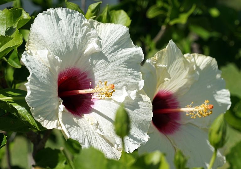 hibiscus-216homegarden.co.in.jpg