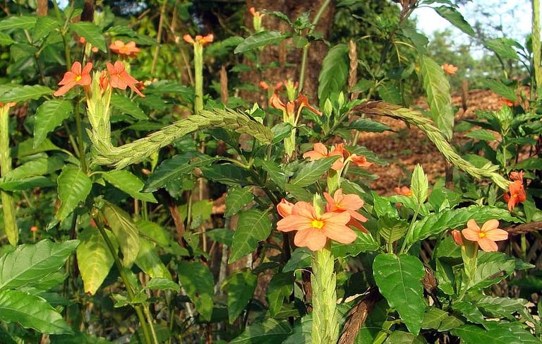 flower-red-flora-crossandra-infundibuliformis-firecracker-flower-kanakambaram-nature-botanical-botany.jpg