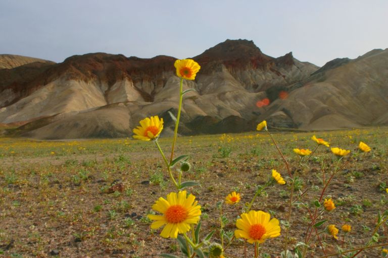 Death_valley_flowers_1.jpg