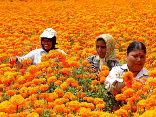 24-1424751053-marigold-plantation.jpg