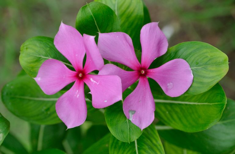 Periwinkle - Catharanthus roseus.JPG