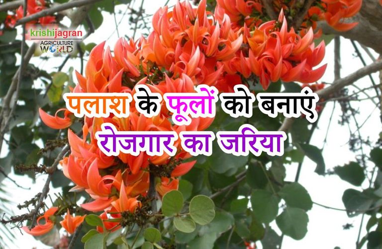 advantage-of-palash-flowers.jpg