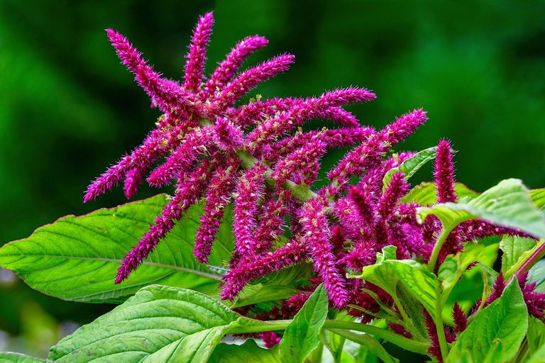 amaranth-2677023_1280.jpg