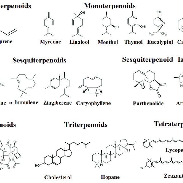 Examples-of-different-classes-of-terpenoids_Q640.jpg