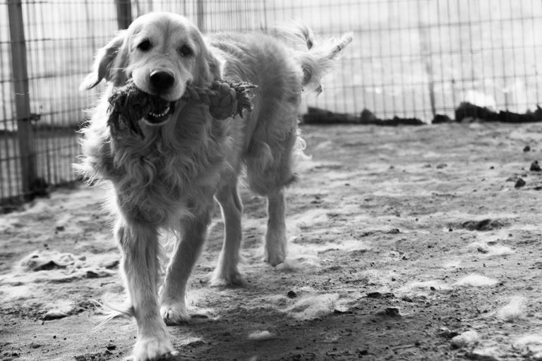 Dogs_adoption_2017_by_Victor_Bezrukov-146.JPG