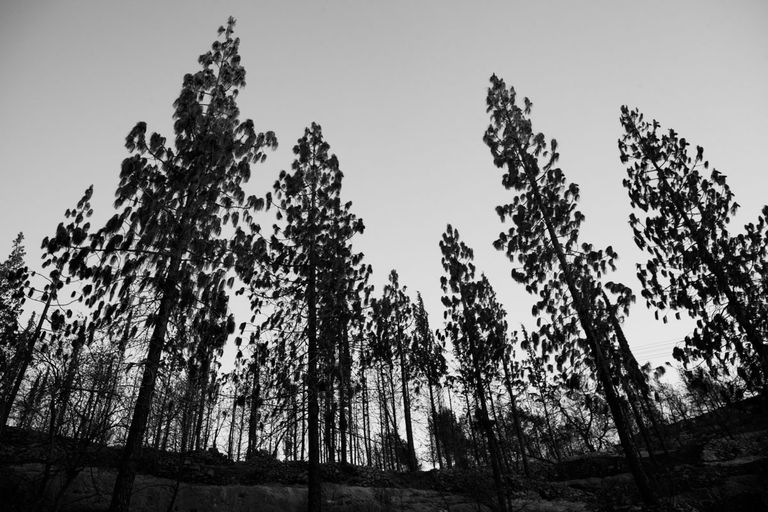 Burned_forest_2021_by_Victor_Bezrukov-19.jpg
