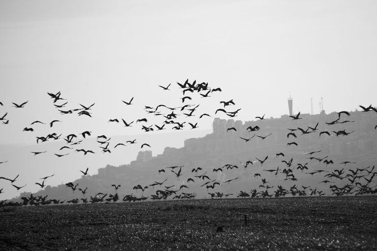 Cranes_migration_2021_by_Victor_Bezrukov.jpg