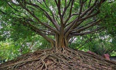 Banyan-Tree.jpg