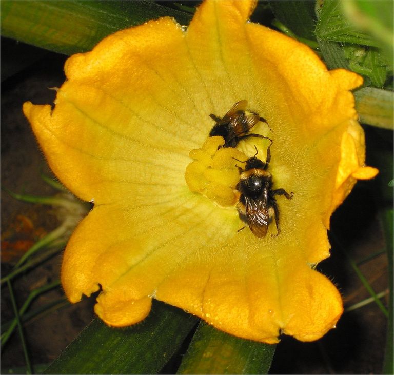 1280px-Courgette_bloem_met_gewone_aardhommel_(Cucurbita_pepo_and_Bombus_terristris).jpg