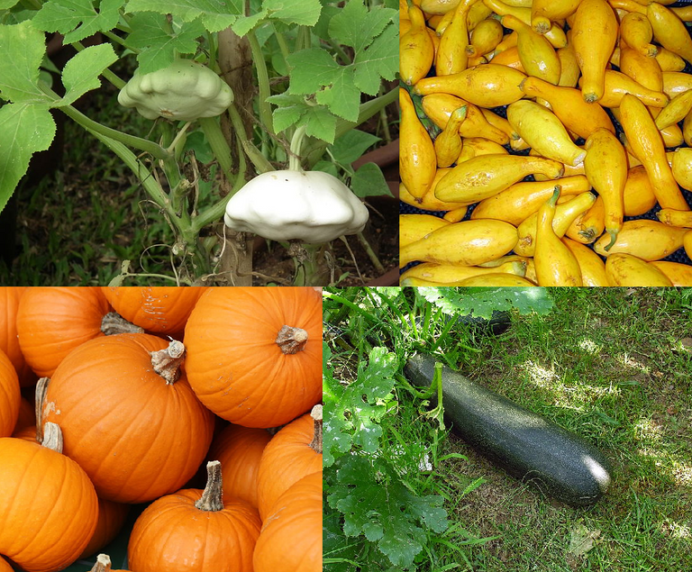 Cucurbita_pepo_collage_1.png