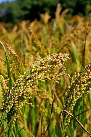 Millet-grains-harvest.webp