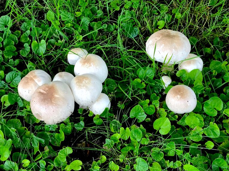 Strange-Mushrooms.JPG