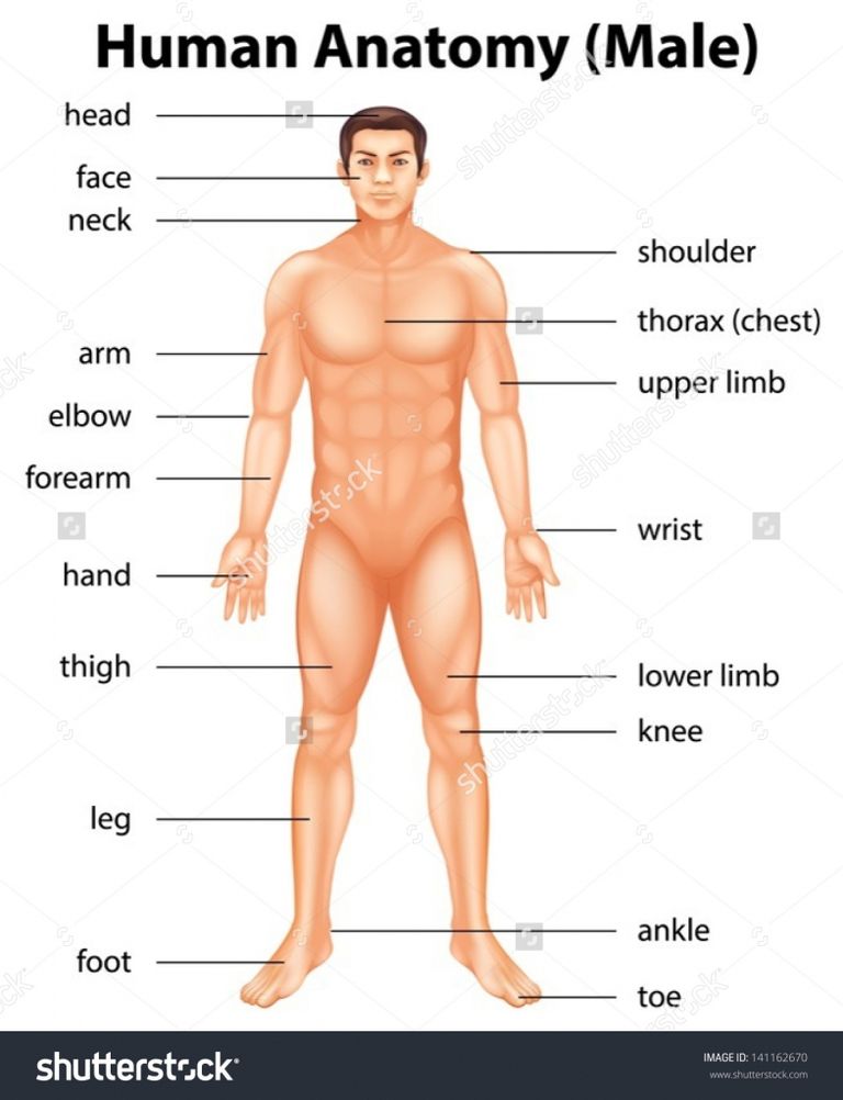 human-body-parts-name-with-picture-in-english-human-body-parts-names-in-english-with-picture-tag-human-body.jpg