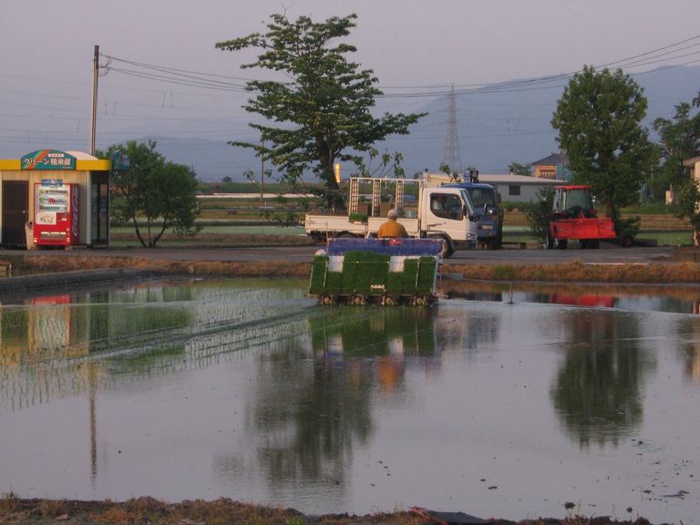 035planting_rice (2).JPG